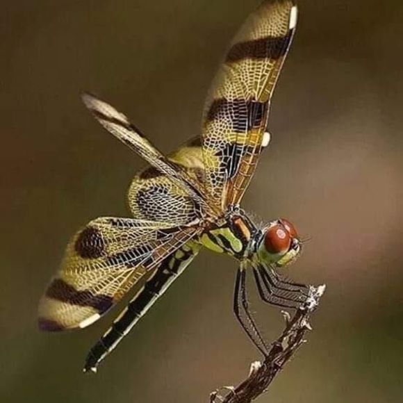 Meet your Posher, Donna - Picture 1 of 1